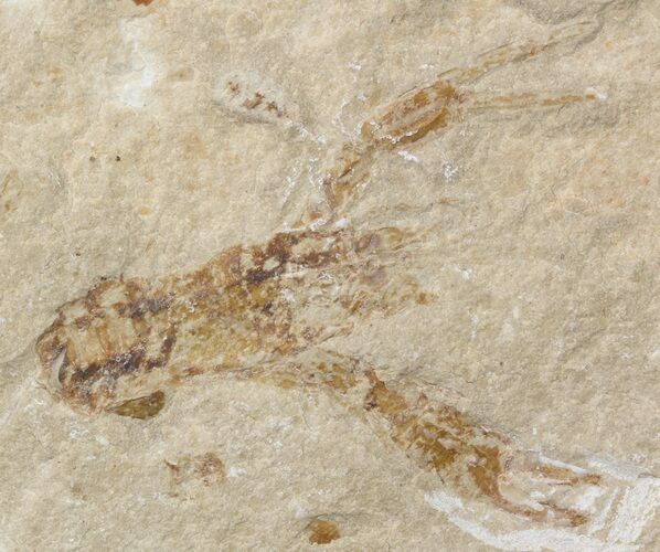 Fossil Lobster (Pseudostacus) - Lebanon #48520